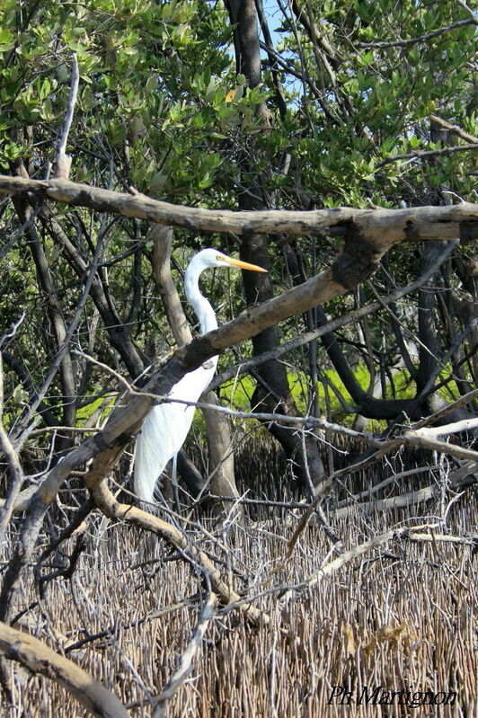 Grande Aigrette, identification