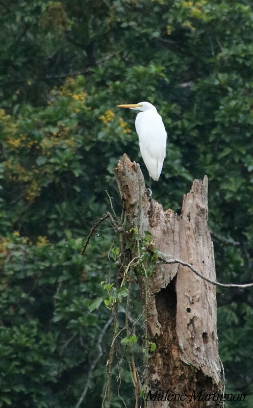 Great Egret, identification