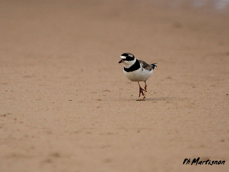 Semipalmated Plover