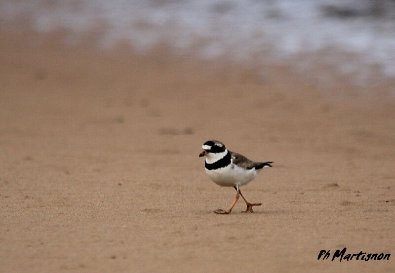 Semipalmated Plover