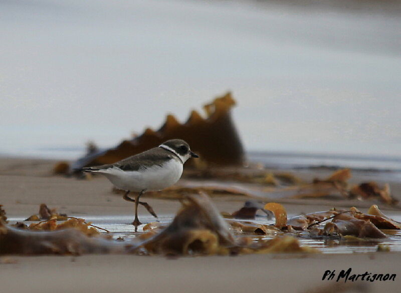 Semipalmated Plover