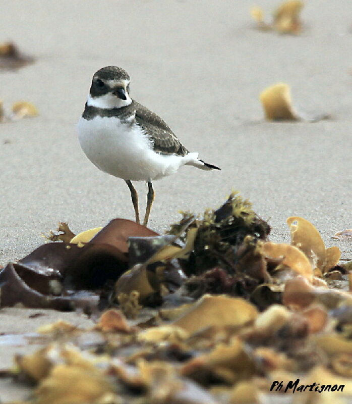 Semipalmated Plover