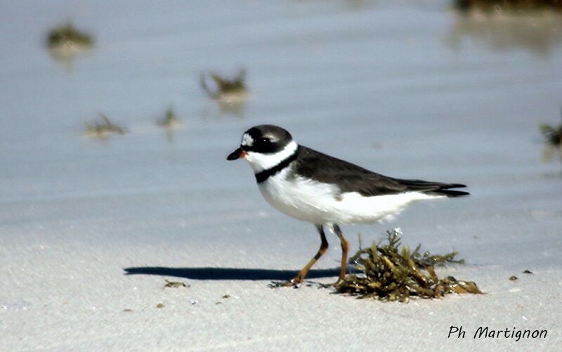 Semipalmated Plover, identification