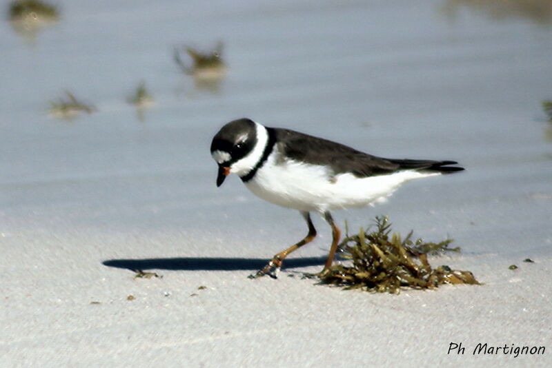 Semipalmated Plover, identification