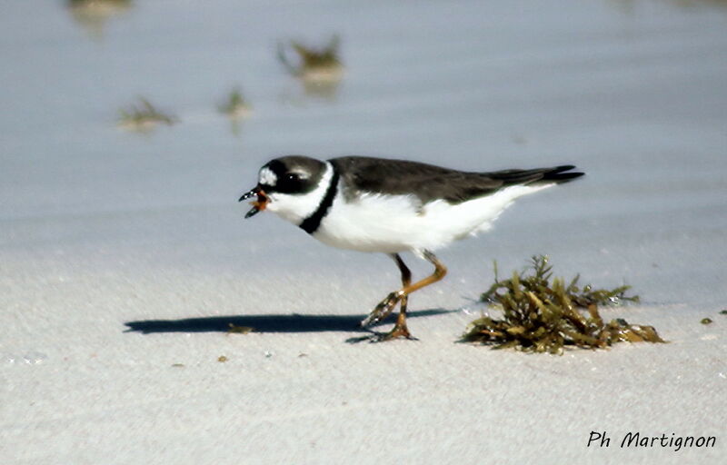 Semipalmated Plover, identification