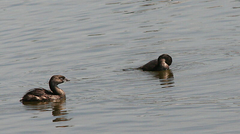 Pied-billed Grebe, identification