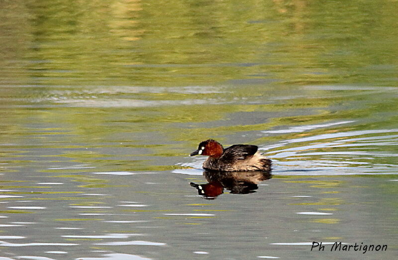 Australasian Grebe, identification, swimming