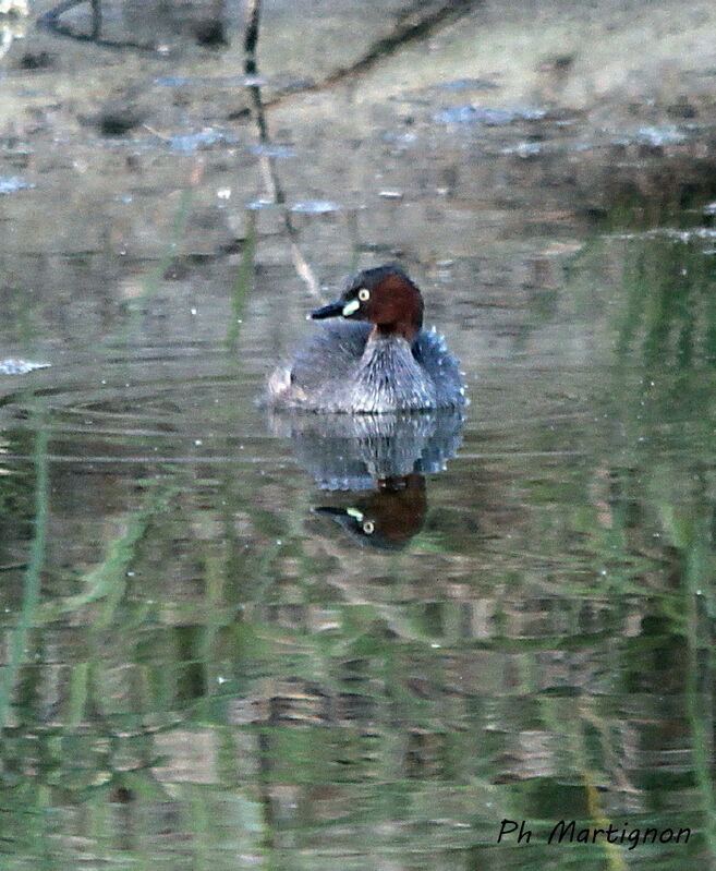 Grèbe australasien, identification, nage