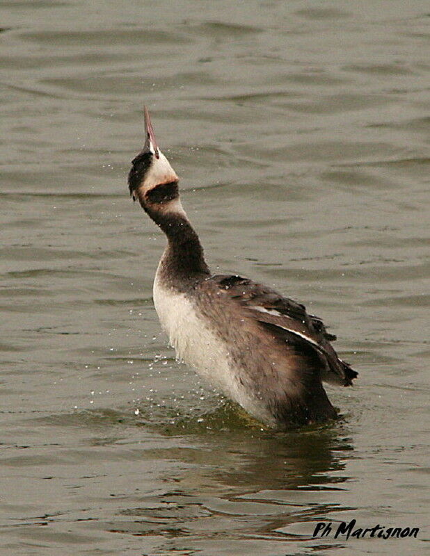 Great Crested Grebe