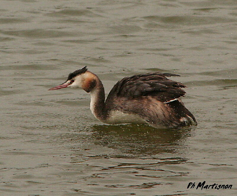 Great Crested Grebe