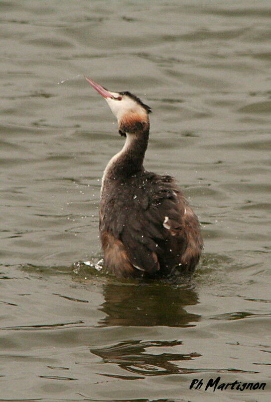 Great Crested Grebe