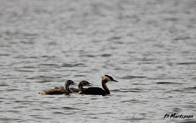 Great Crested Grebe