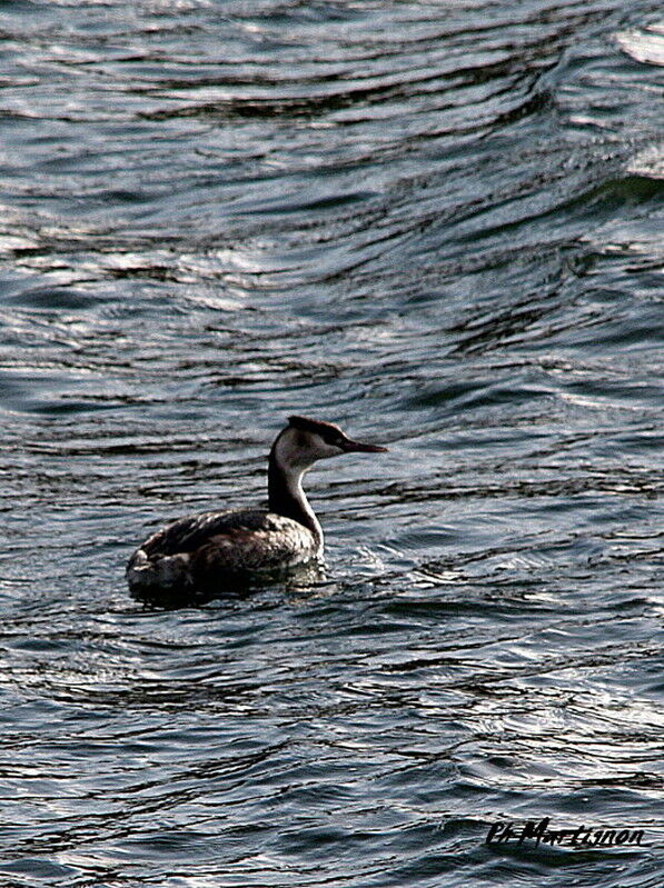 Great Crested Grebe, identification