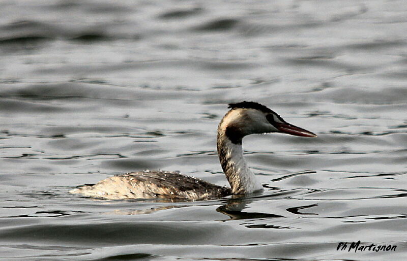 Great Crested Grebe