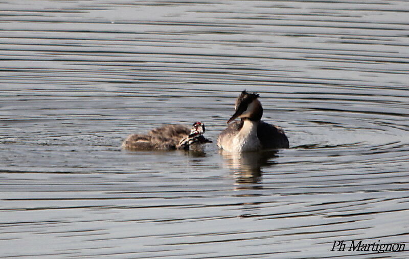 Great Crested Grebe