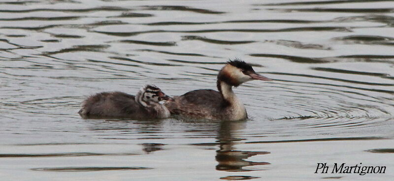 Grèbe huppé, identification, nage