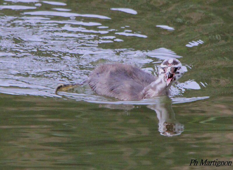 Grèbe huppéjuvénile, identification, nage