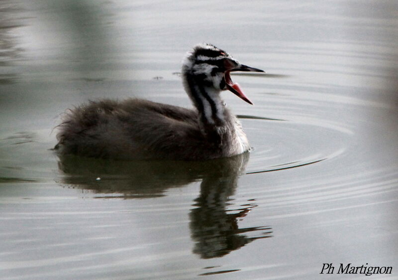 Great Crested Grebejuvenile, identification, swimming