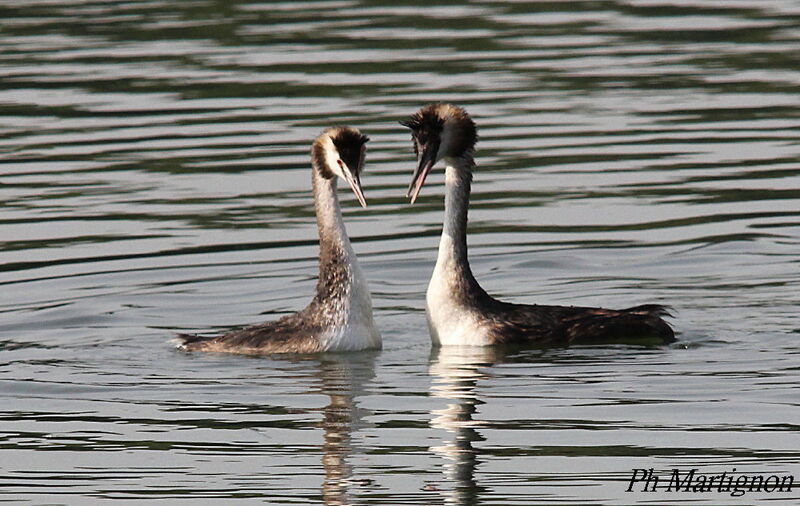 Great Crested Grebeadult, courting display