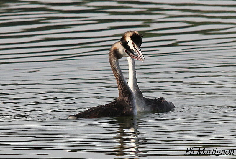 Great Crested Grebeadult, courting display