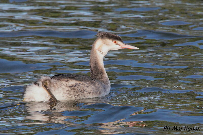 Grèbe huppé, identification