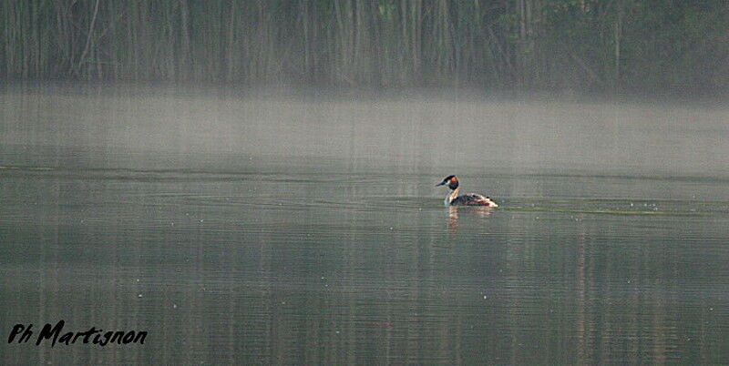 Grèbe huppé, identification