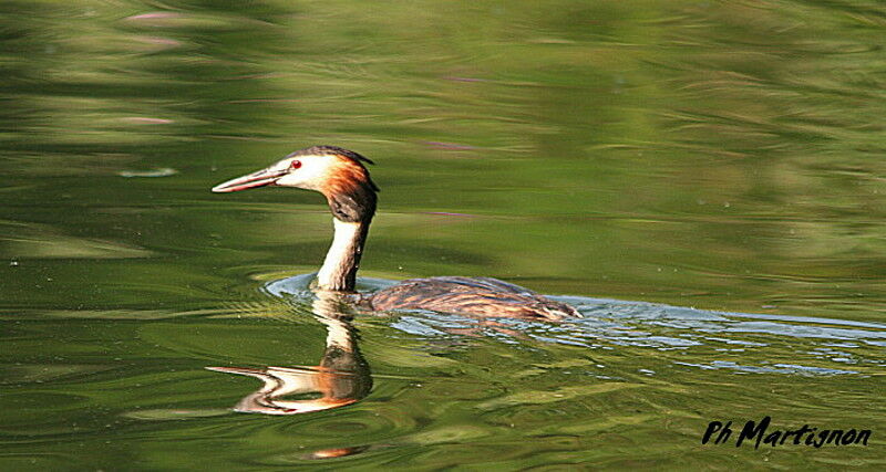 Grèbe huppé mâle, identification