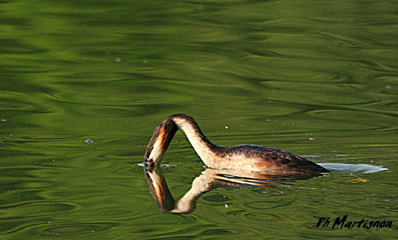 Grèbe huppé mâle, identification