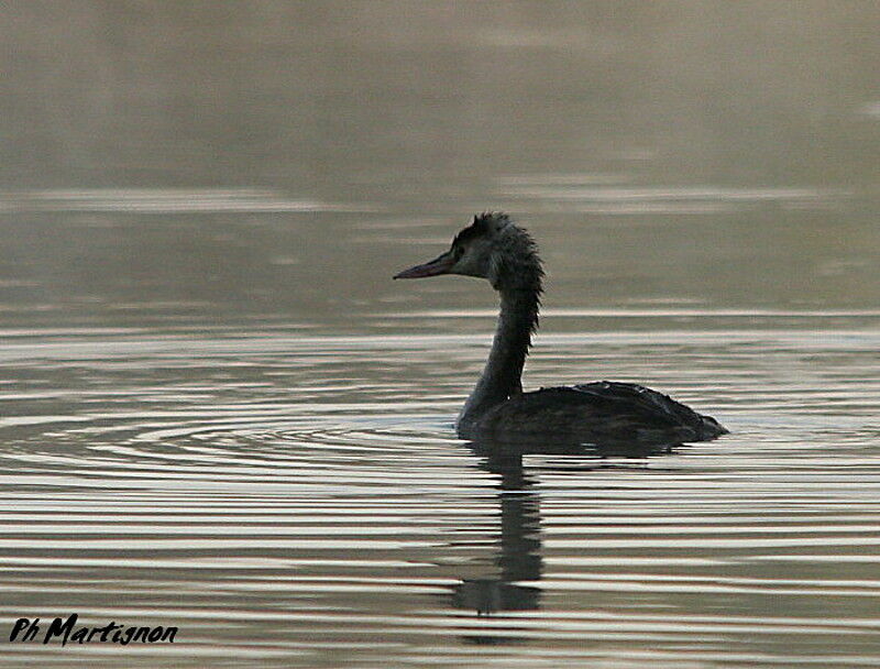 Great Crested Grebeadult post breeding