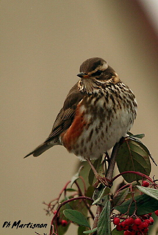 Redwing