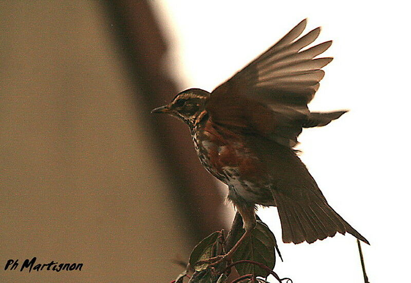 Redwing