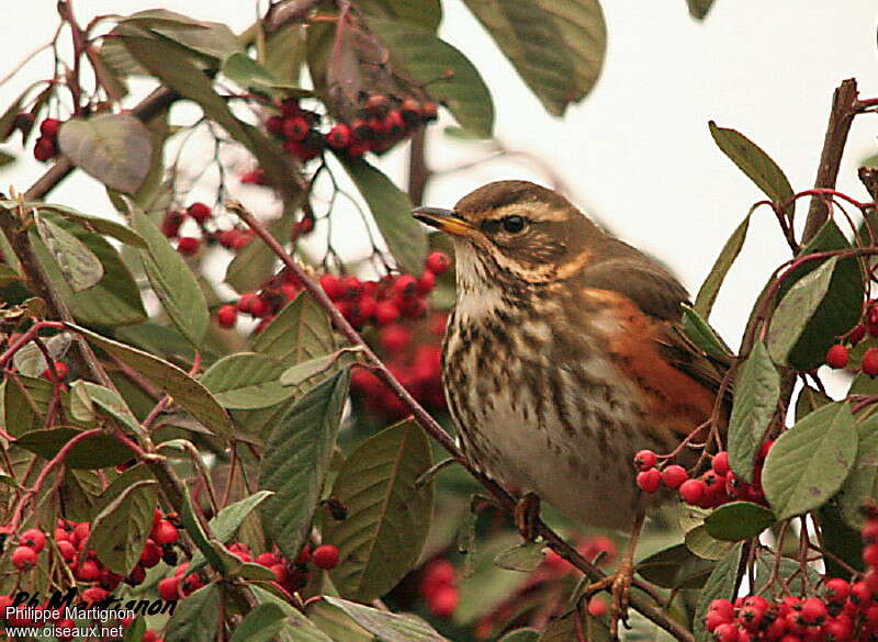 Redwingadult, close-up portrait