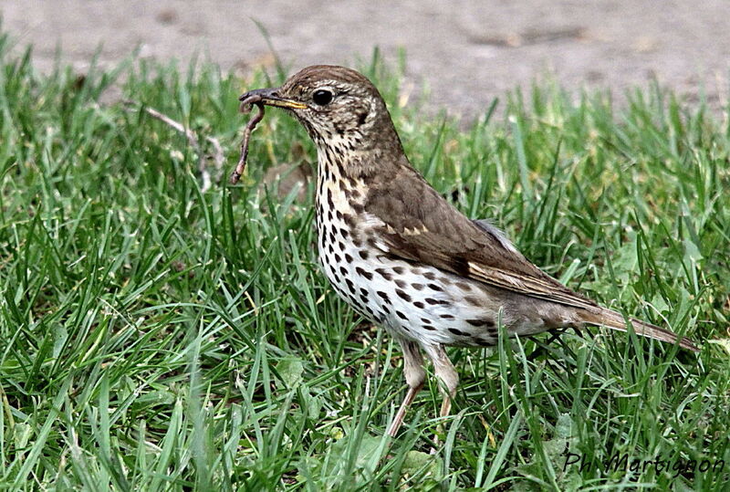 Grive musicienne, identification, régime, mange