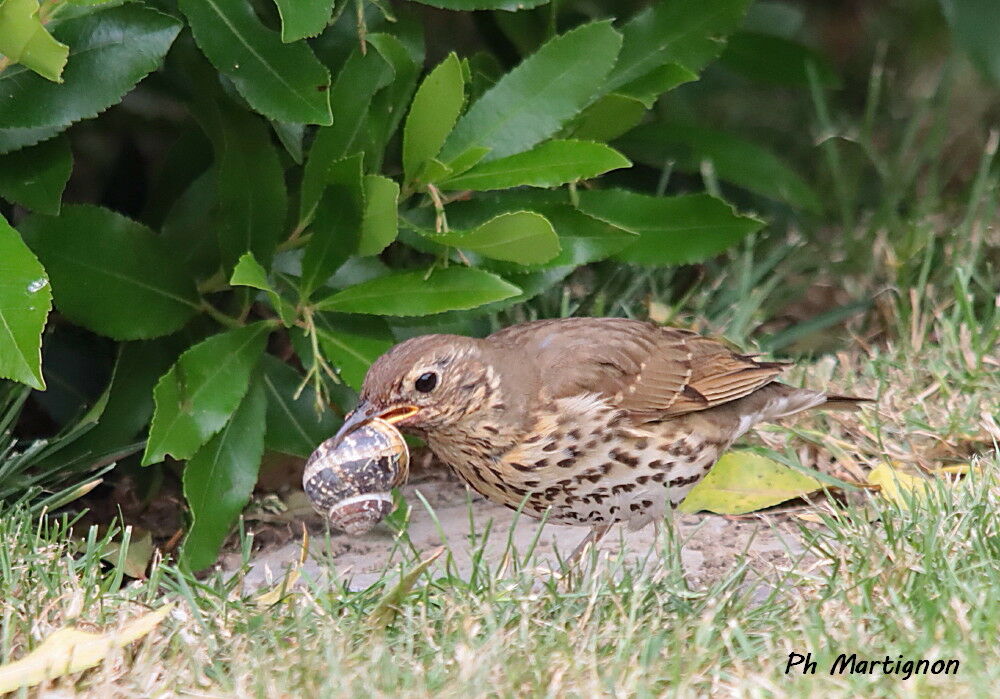 Song Thrush