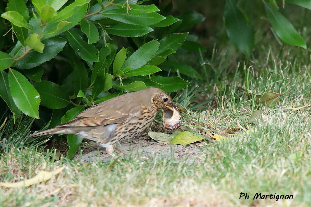 Song Thrush