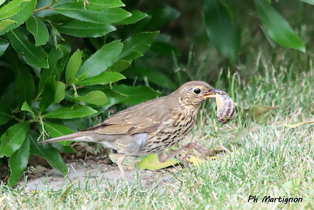Song Thrush