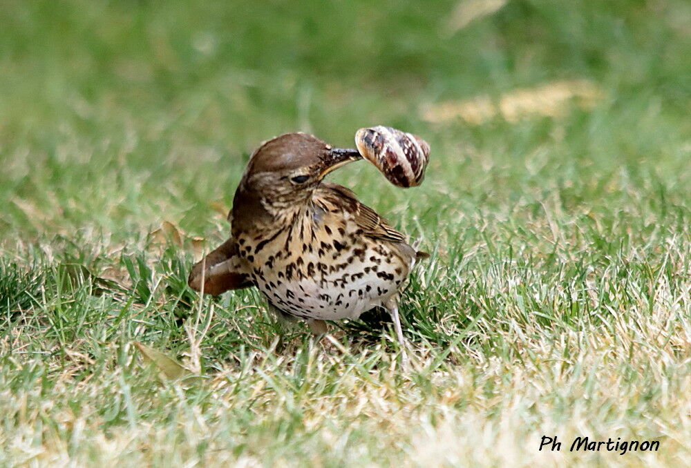 Song Thrush