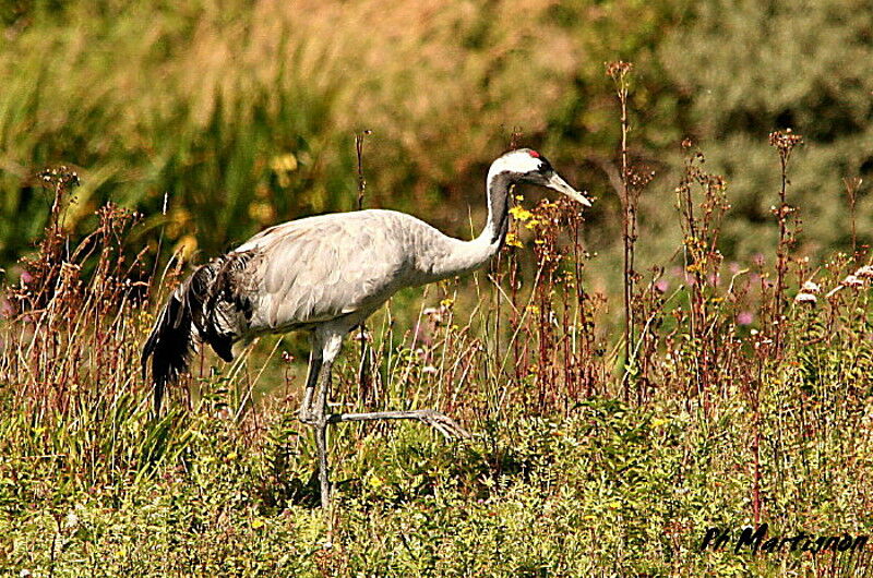 Common Crane, identification