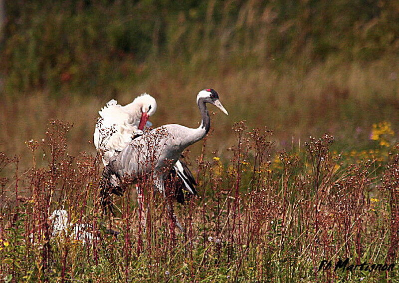 Common Crane