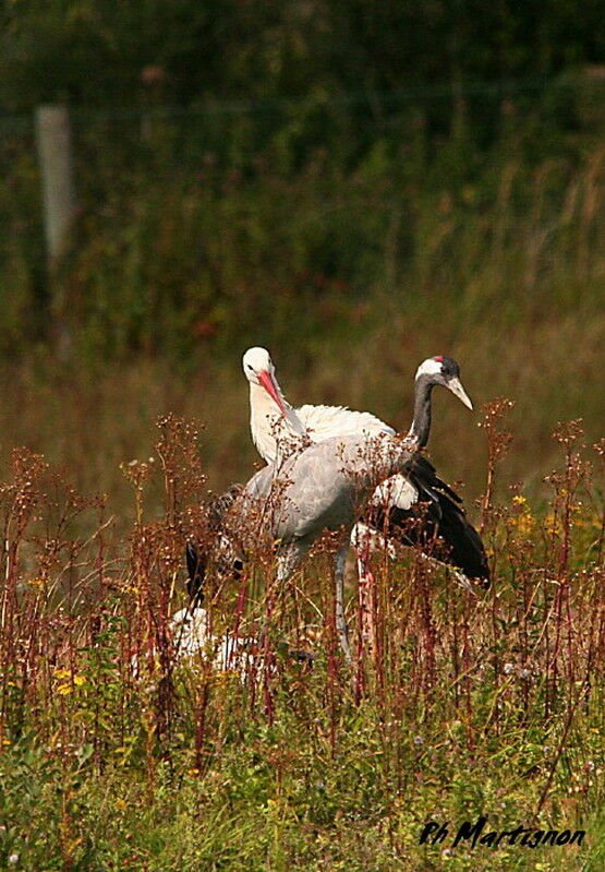 Grue cendrée