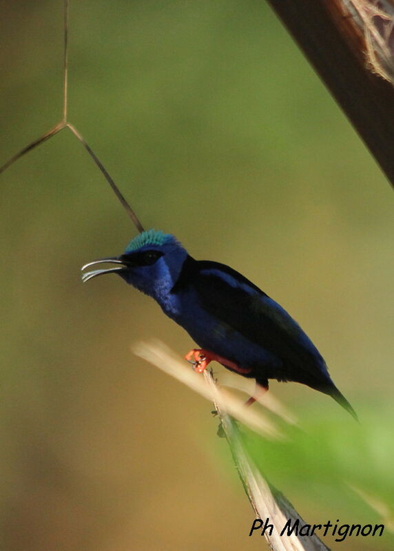 Red-legged Honeycreeper, identification