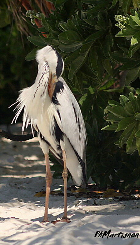 Grey Heron