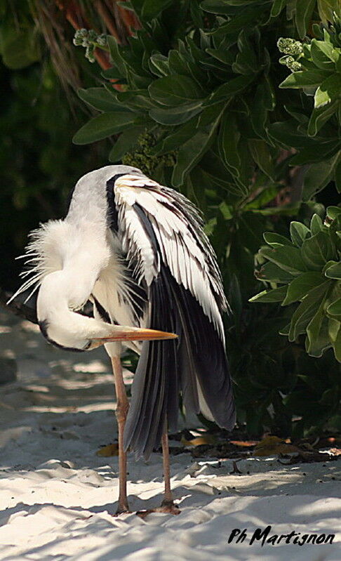 Grey Heron