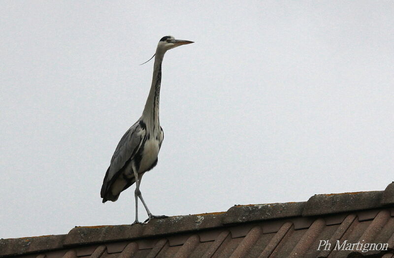 Grey Heron, identification