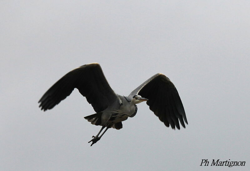 Grey Heron, Flight