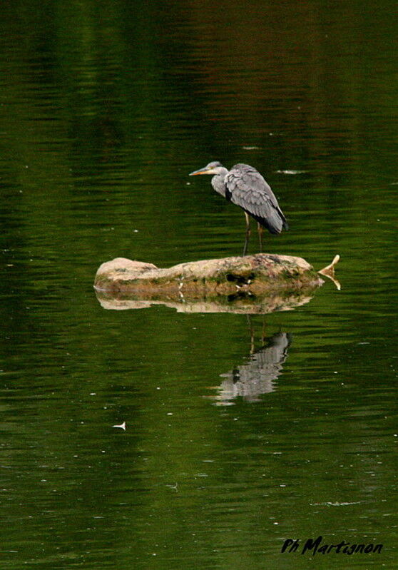 Héron cendré, identification