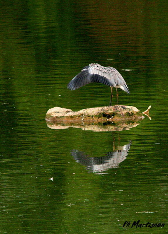 Grey Heron, identification, Behaviour