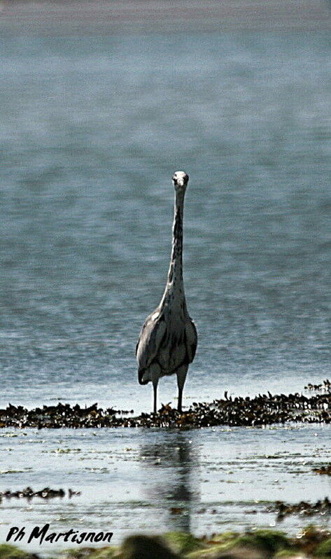 Héron cendré, identification