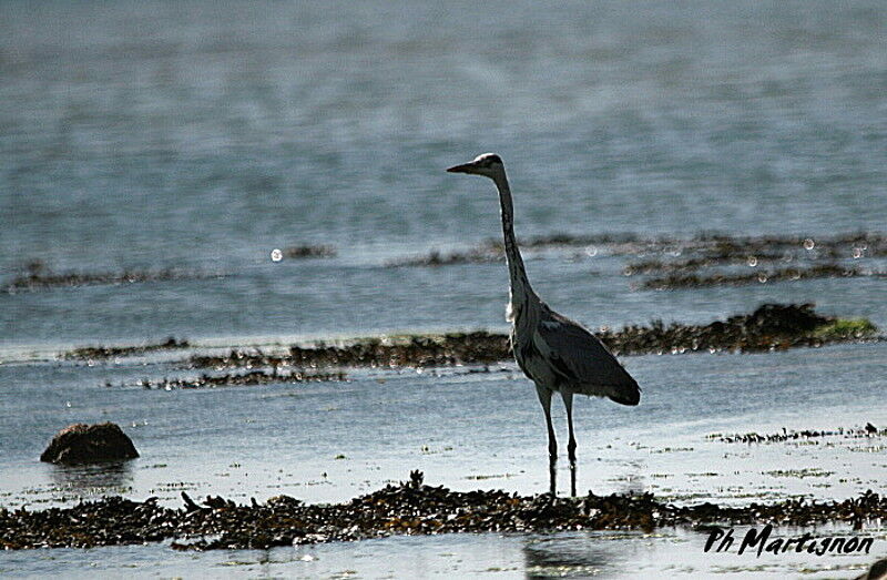 Héron cendré, identification