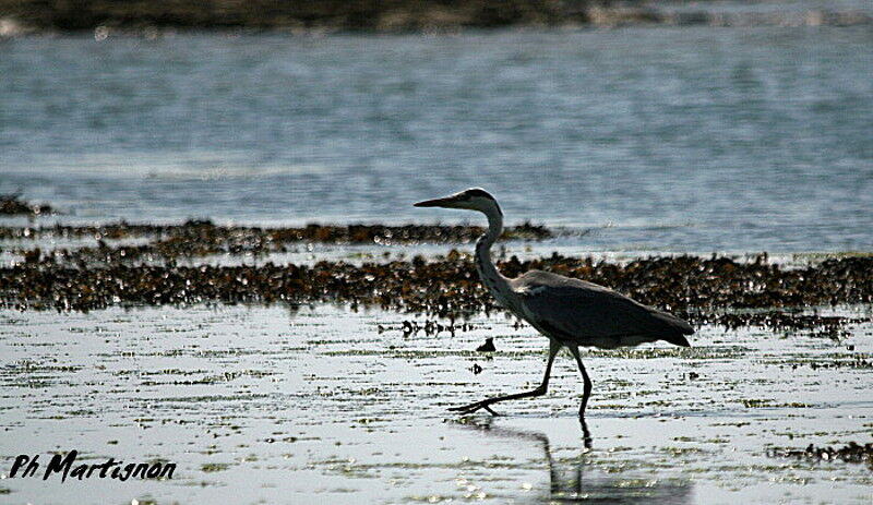 Grey Heron, identification